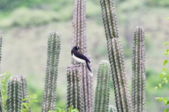 Black-Chested Jay photo 4