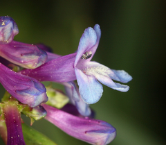 Penstemon parvulus