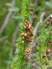 Erica lusitanica