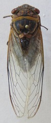 Diceroprocta ruatana