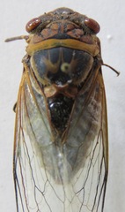 Diceroprocta ruatana