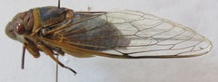 Diceroprocta ruatana