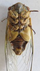 Diceroprocta ruatana