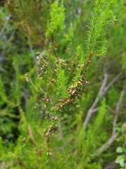 Erica lusitanica