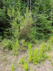 Erica lusitanica