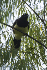 Black-Chested Jay photo 5