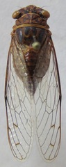 Ollanta modesta