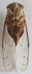 Ollanta modesta
