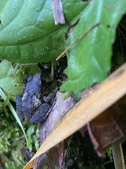 Craugastor stejnegerianus