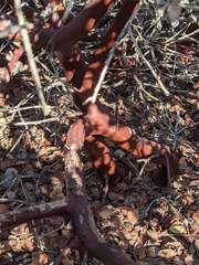 Arctostaphylos purissima purissima