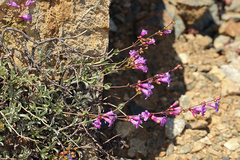 Penstemon parvulus