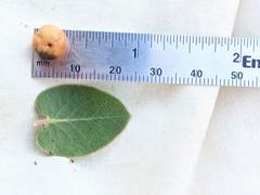 Arctostaphylos purissima purissima