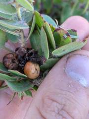 Arctostaphylos purissima purissima
