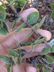 Arctostaphylos purissima purissima