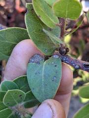 Arctostaphylos purissima purissima