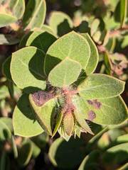 Arctostaphylos purissima purissima