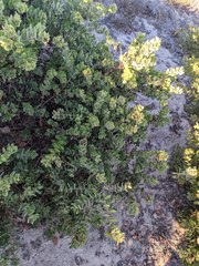 Arctostaphylos purissima purissima