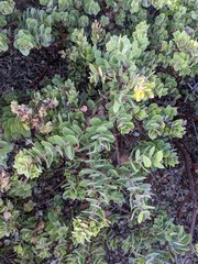 Arctostaphylos purissima purissima