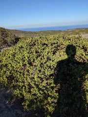 Arctostaphylos purissima purissima