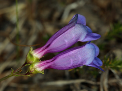 Penstemon parvulus