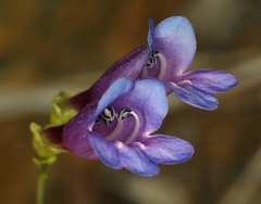 Penstemon parvulus