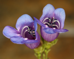 Penstemon parvulus