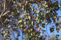 Lysiphyllum cunninghamii