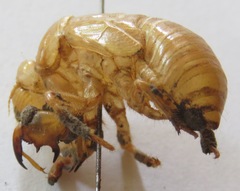 Diceroprocta bicosta