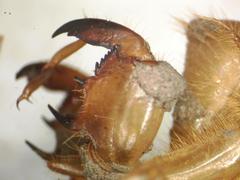 Diceroprocta bicosta