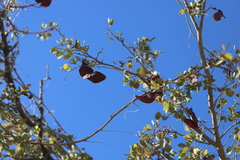 Lysiphyllum cunninghamii