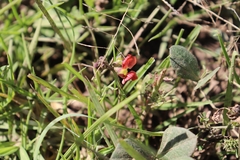 Macroptilium gibbosifolium