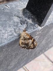 Lepidoptera