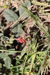 Macroptilium gibbosifolium