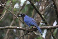 Azure Jay photo 3