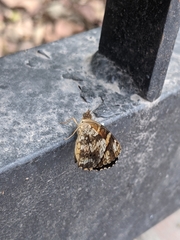 Lepidoptera
