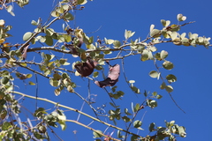 Lysiphyllum cunninghamii