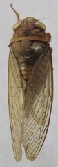 Carineta cinara