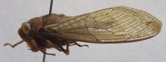 Carineta cinara