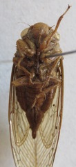 Carineta cinara