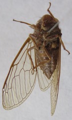 Carineta cinara