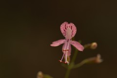 Dicerandra linearifolia robustior