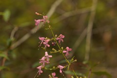 Dicerandra linearifolia robustior