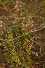 Dicerandra linearifolia robustior