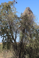 Lysiphyllum cunninghamii