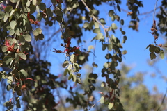 Lysiphyllum cunninghamii