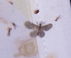 Nallachius americanus