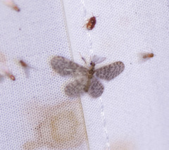 Nallachius americanus