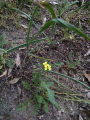Brassicaceae