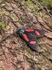 Cyanopepla pretiosa