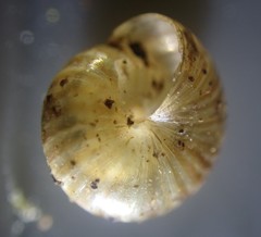 Punctidae
